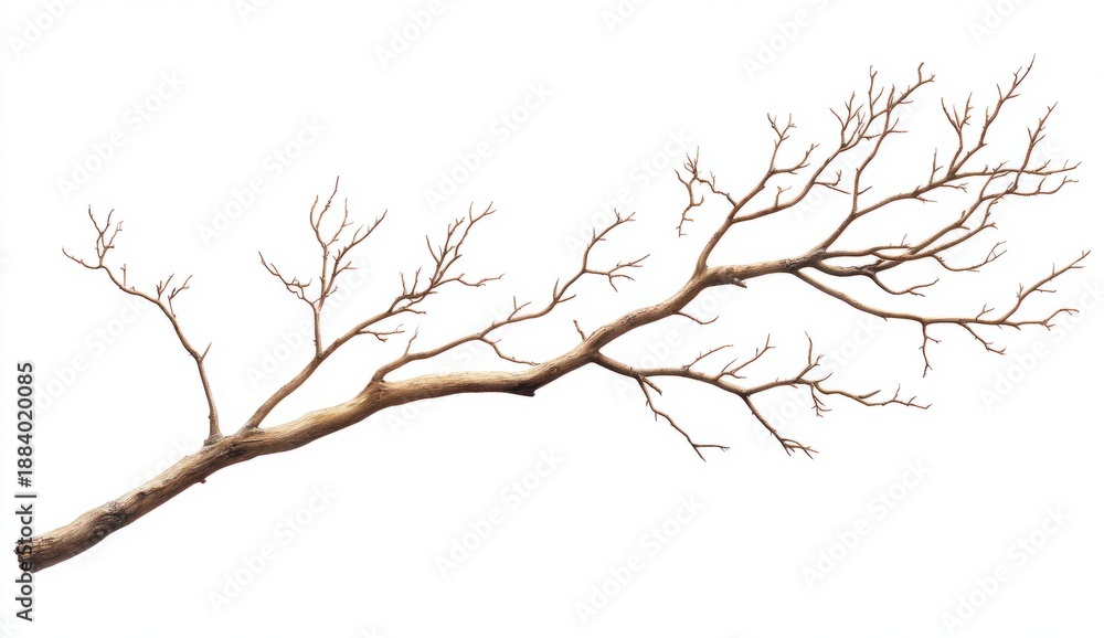 Fototapeta premium Dry Twisted Branch Depicting Nature’s Resilience and Texture Against a White Background for Artistic Use