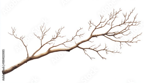 Dry Twisted Branch Depicting Nature’s Resilience and Texture Against a White Background for Artistic Use