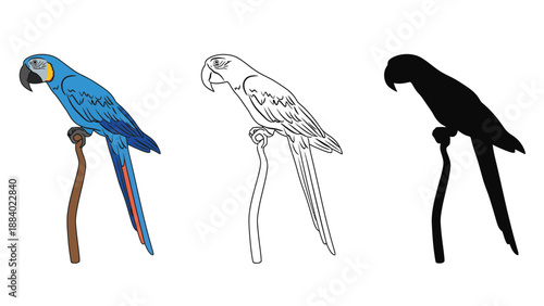 A colorful blue parrot and its black and white line art silhouette