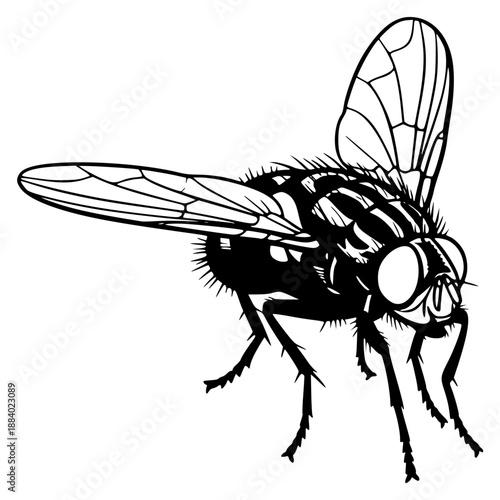 a black and white illustration of a fly, black, fly, illustration, silhouette, against transparent background