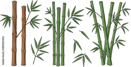 Bamboo plant vector set with green stalks leaves and natural tropical botanical elements isolated illustration