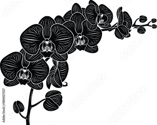 Orchid flower silhouette vector illustration with elegant botanical branch black floral design isolated on white background