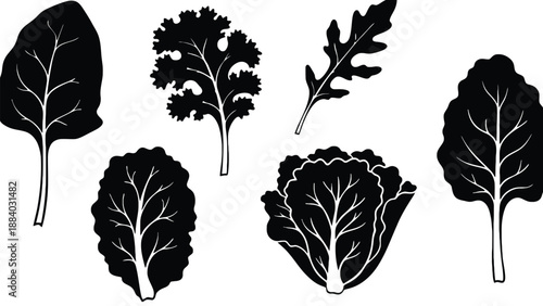 A set of black and white leaf illustrations on a clean background