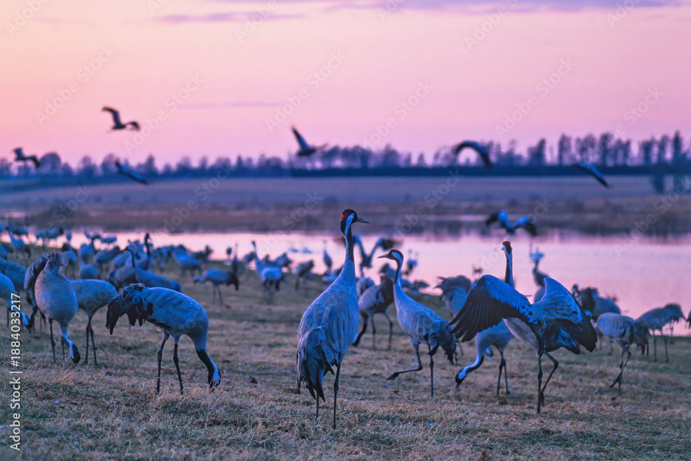 Fototapeta premium Flock of cranes on a meadow by a lake in evening light at spring