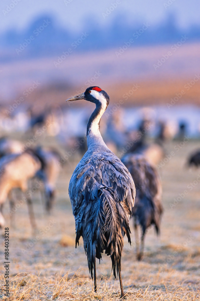 Fototapeta premium Crane in morning light from behind at springtime