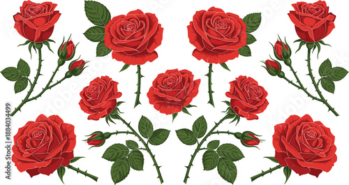 Red rose flower vector set with blooming roses buds stems and green leaves romantic botanical illustration isolated