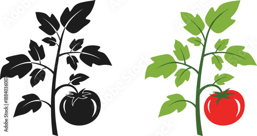 Tomato plant vector set with black silhouette and colored botanical illustration fresh garden vegetable isolated