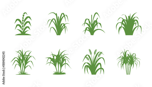 Vector sugarcane plant set and silhouettes in green color