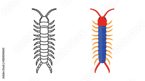 Set of two stylized centipede illustrations one featuring a simple black outline and the other showcasing vibrant blue red and orange coloring for educational use