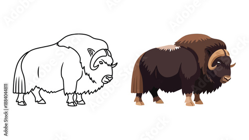 Vector illustration set presenting a musk ox in both black outline coloring page format and a fully colored stylized cartoon representation