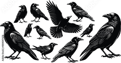Vintage black and white woodcut engraving style illustration set of crows and ravens in various poses isolated on white background for gothic design decor
