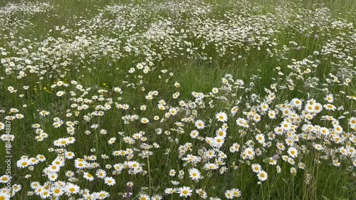 Chamomile. White daisy flowers in a field of green grass sway in the wind. Chamomile flowers field . Close up. Nature, flowers, spring, biology, fauna concept