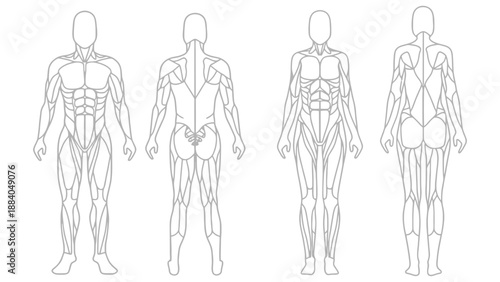A detailed illustration of the human body showcasing muscles and anatomy