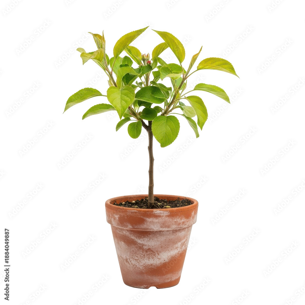 Fototapeta premium Small apple tree in terracotta pot