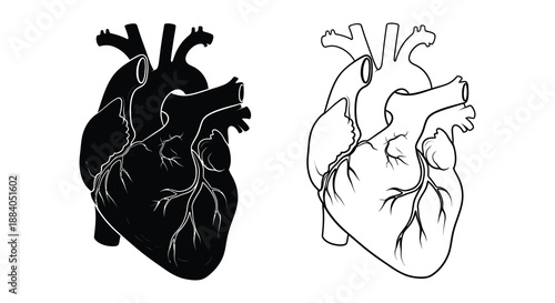 Anatomical heart illustration with contrasting styles and a striking black silhouette