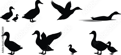 Duck silhouette collection showing waterfowl birds flying swimming standing and family poses isolated on white background wildlife vector illustration
