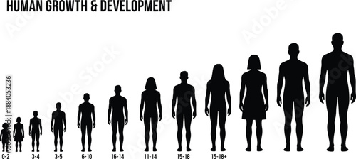 Human growth and development stages from infancy to adulthood, male and female body silhouettes, age progression chart, education and biology concept illustration