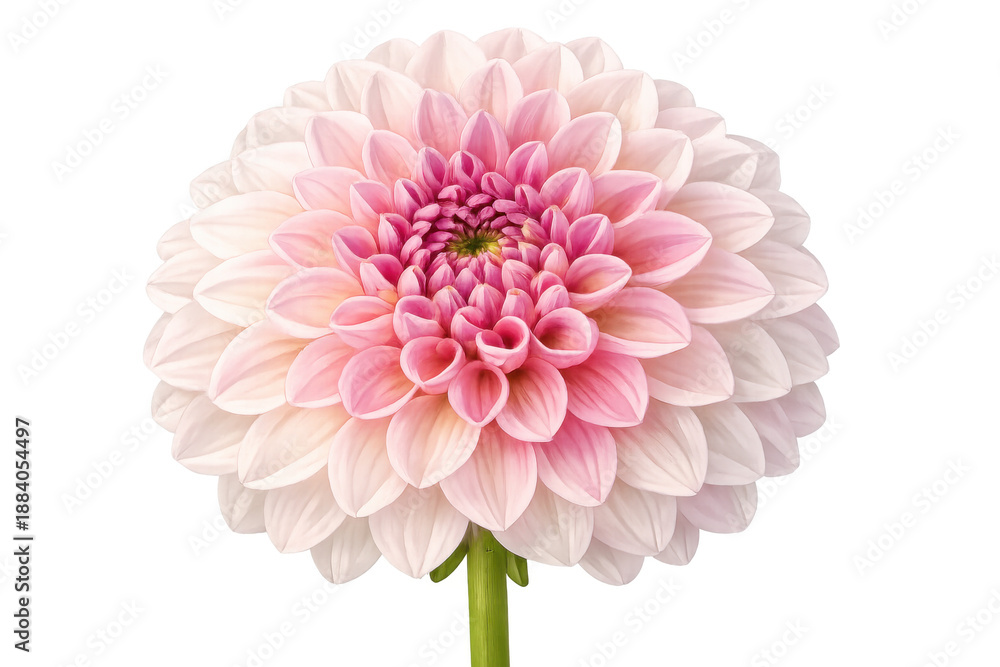 Fototapeta premium Pink dahlia flower blooming in full detail, showing delicate petals and graceful natural beauty with a transparent background