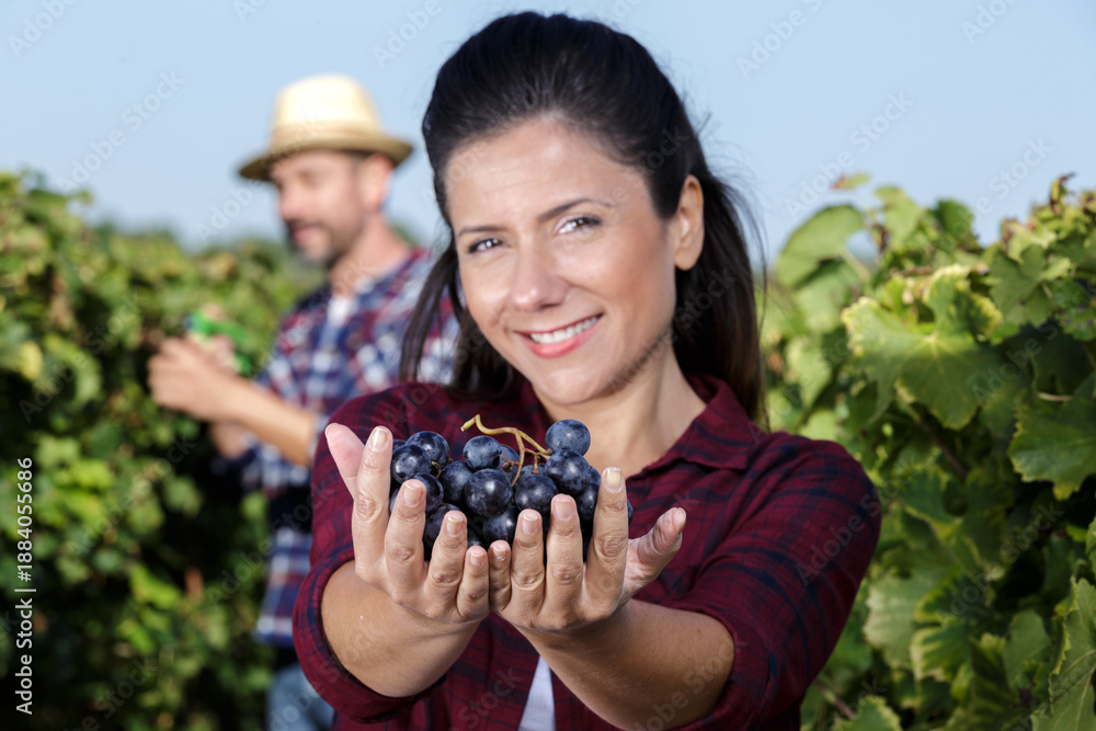 Fototapeta premium woman in a vineyard holding a handful of grapes