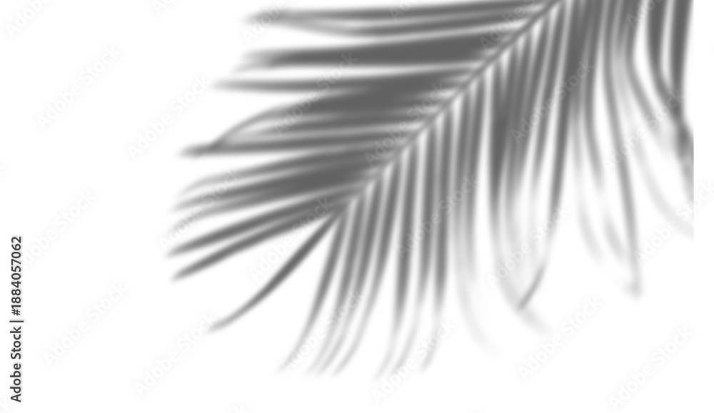 Fototapeta premium Palm leaf shadow overlay effect, tropical plant leaves, natural sunlight, transparent background template, design element