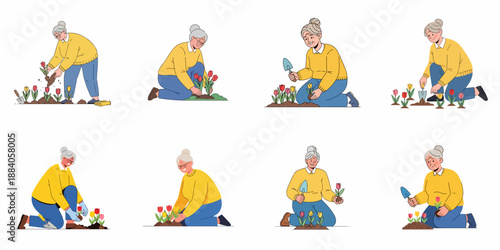 Set of vector illustrations showing a senior woman gardening, planting beautiful tulips in the soil as a cheerful spring hobby.
