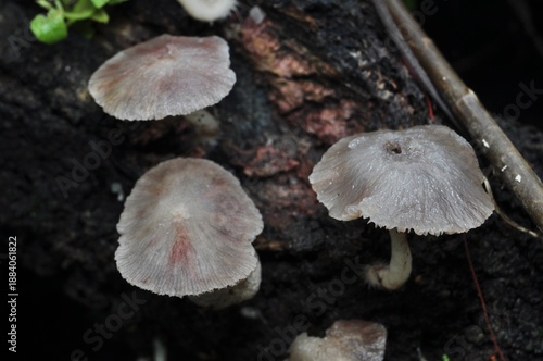 Wallpaper Mural Wild Mushrooms Growing on Decaying Wood in Forest Torontodigital.ca