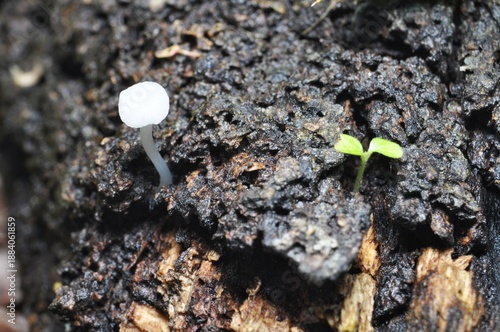 Wallpaper Mural Tiny White Mushroom and Seedling Growing on Forest Soil Torontodigital.ca