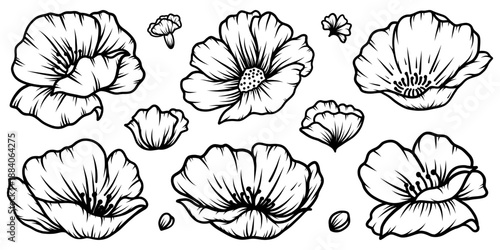 Poppies line art vector illustration set isolated on white. Flower black ink sketch. Modern minimalist hand drawn design.