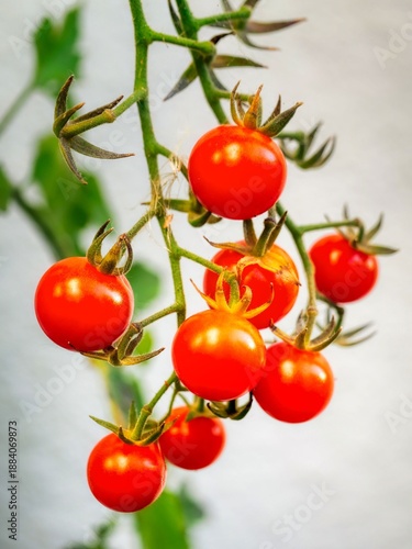 Vibrant red cherry tomatoes ripen on a lush green vine, showcasing fresh organic produce in a natural garden setting, perfect for healthy eating concepts.
