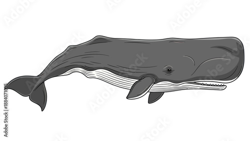 Sperm Whale Illustration, Marine Mammal, Ocean Life, Realistic Drawing