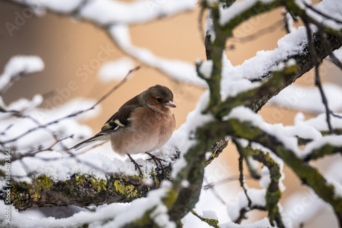 Selective focus photo. Common chaffinch bird, Fringilla coelebs in winter time.