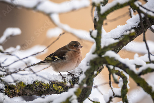 Selective focus photo. Common chaffinch bird, Fringilla coelebs in winter time.