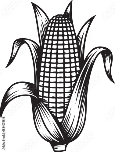 Illustration of an ear of corn with leaves in a vintage engraved style for agriculture