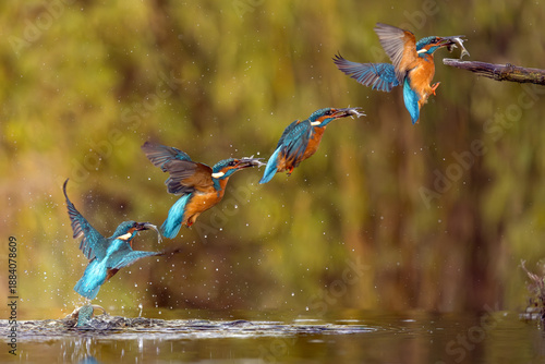 Foto European Kingfisher in flight or perched on a twig in nature