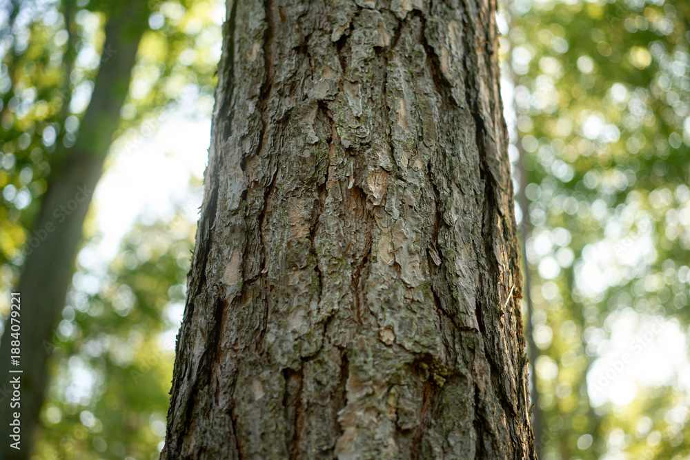 Fototapeta premium Close up wooden surface with natural cracks