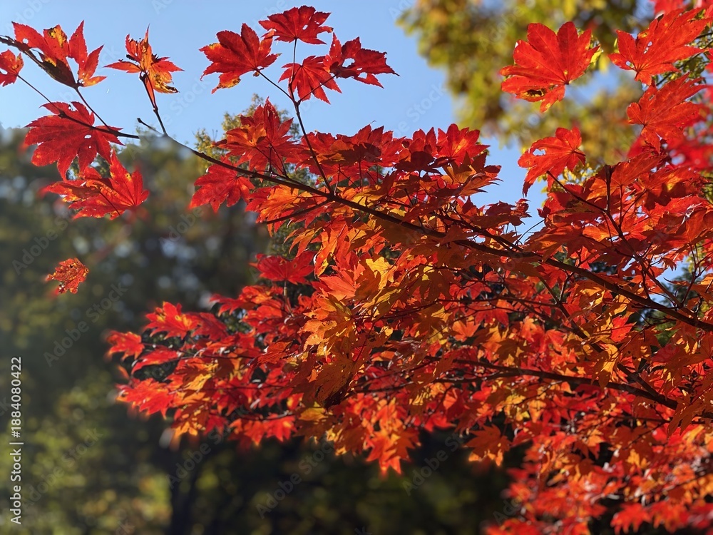 Fototapeta premium 鮮やかな紅葉のグラデーションと秋の青空 透過光に輝くモミジのクローズアップ 