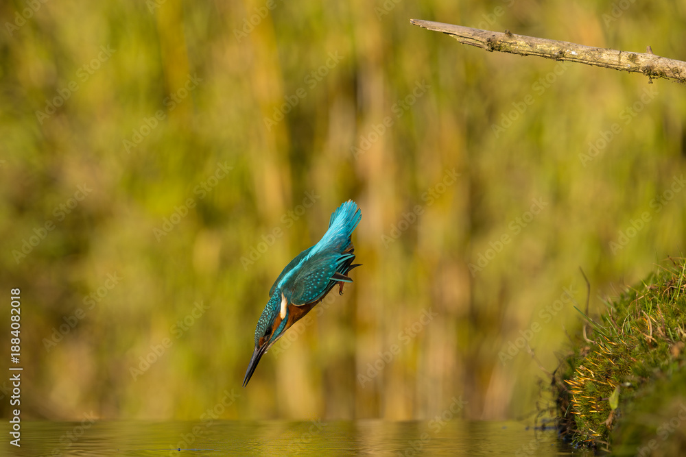 Fototapeta premium European Kingfisher in flight or perched on a twig in nature