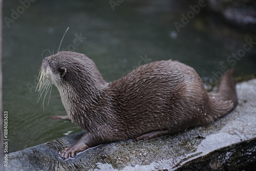 Принти на полотні Close-up of a charming and alert otter with glistening wet fur, pausing on the b