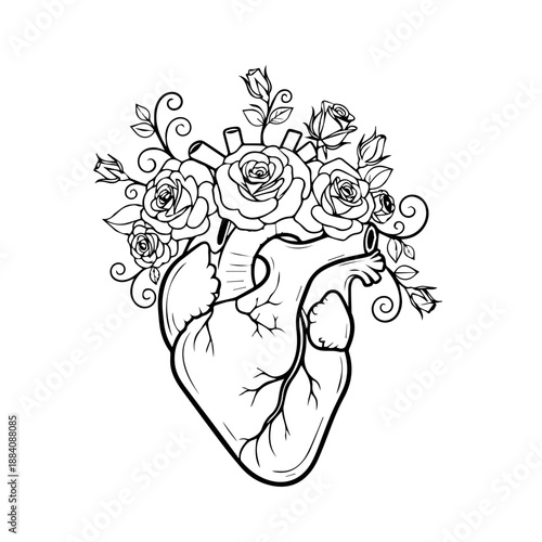 Illustrated human heart with vascular system Vector