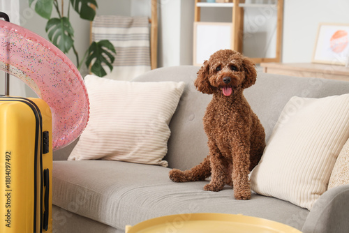 Cute Toy Poodle with suitca...