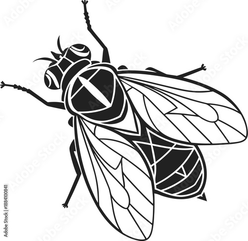 black and white beetle