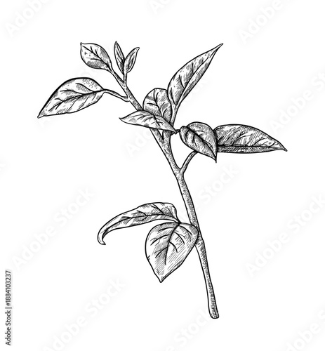 Basil branch, single object clean vector sketch of organic herb. Vintage hand drawn illustration