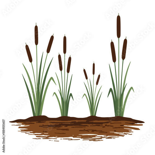 Typha Cattail Plants Growing in Wetland Mud Vector Illustration