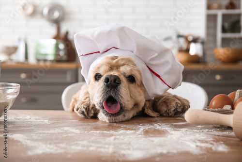 Cute puppy with chef's hat ...