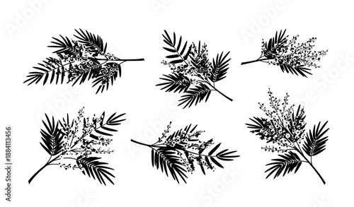 Decorative silver wattle mimosa vector set with yellow flowers and bipinnate leaves