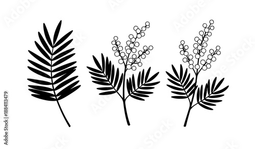 Minimal flat vector set of silver wattle mimosa botanical elements with yellow flowers