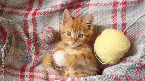 cute red kitten with a ball of thread lying on his back, top view