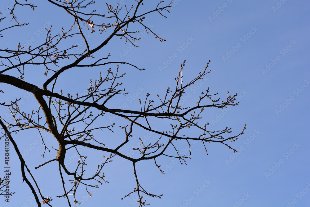 Obraz premium Turkey oak tree branches with buds against blue sky - Latin name - Quercus cerris