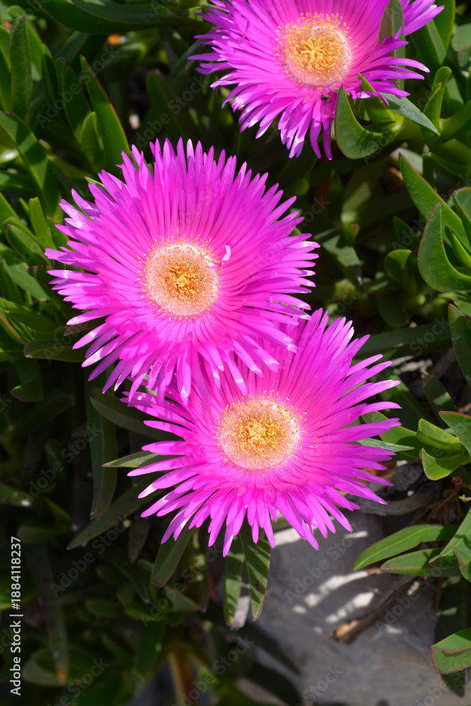 Fototapeta premium Red hottentot fig magenta flowers - Latin name - Carpobrotus acinaciformis