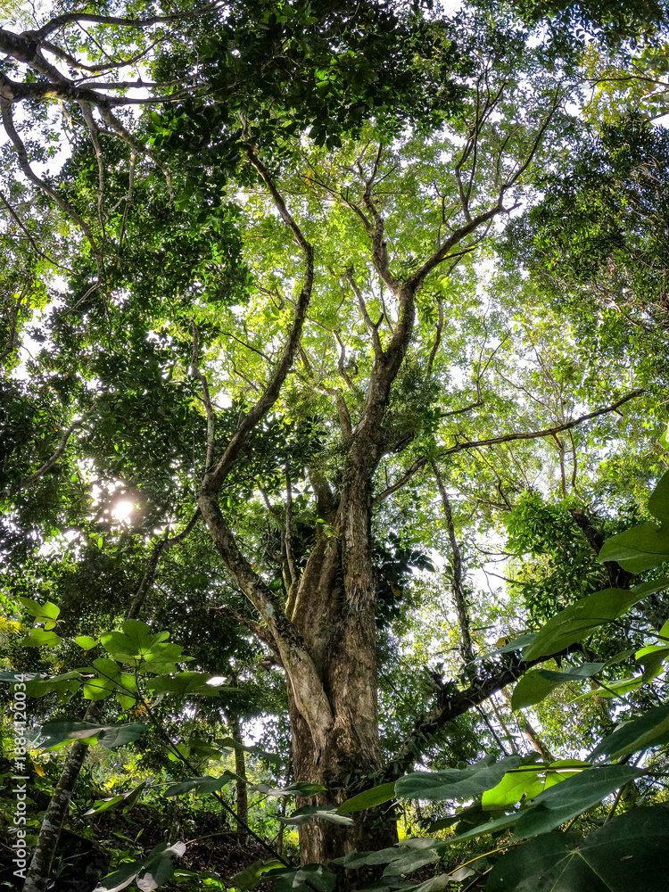 Obraz premium Laban tree trunk and canopy viewed from below, wide angle forest photo in daylight